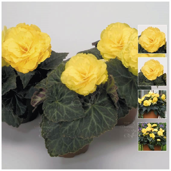 Begonia Nonstop Mocca Yellow Seeds