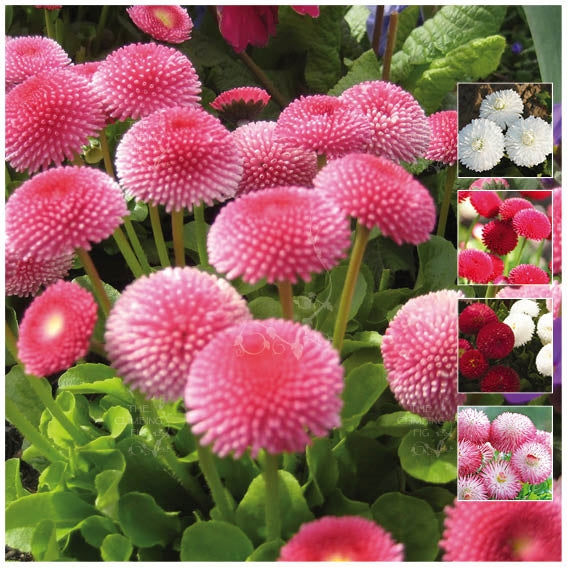 Bellis Symphony Double Mix Seeds