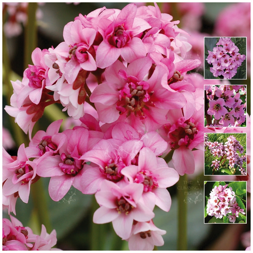 Bergenia Flamingo Ice Seeds