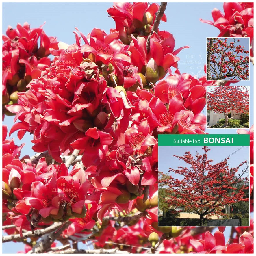 Bombax Flame Of Ceiba Seeds