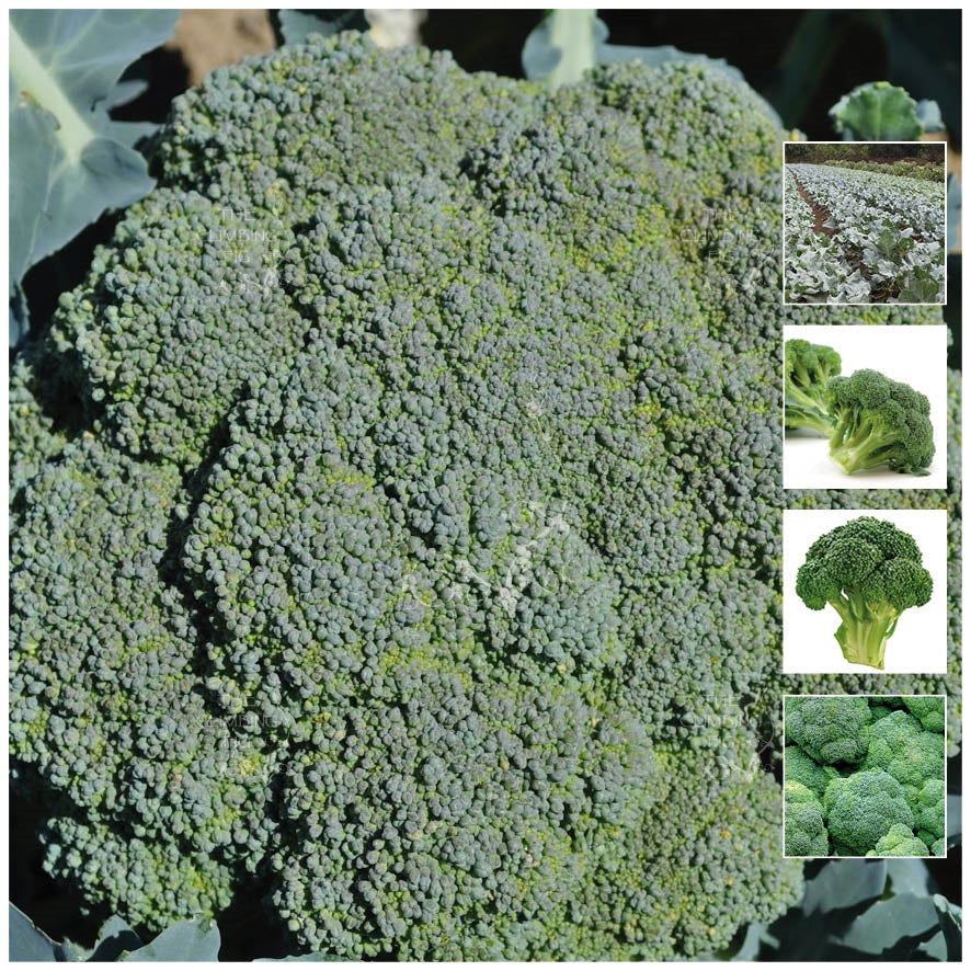 Broccoli Green King Seeds