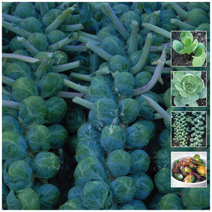 Brussel Sprouts Long Island Improved Seeds