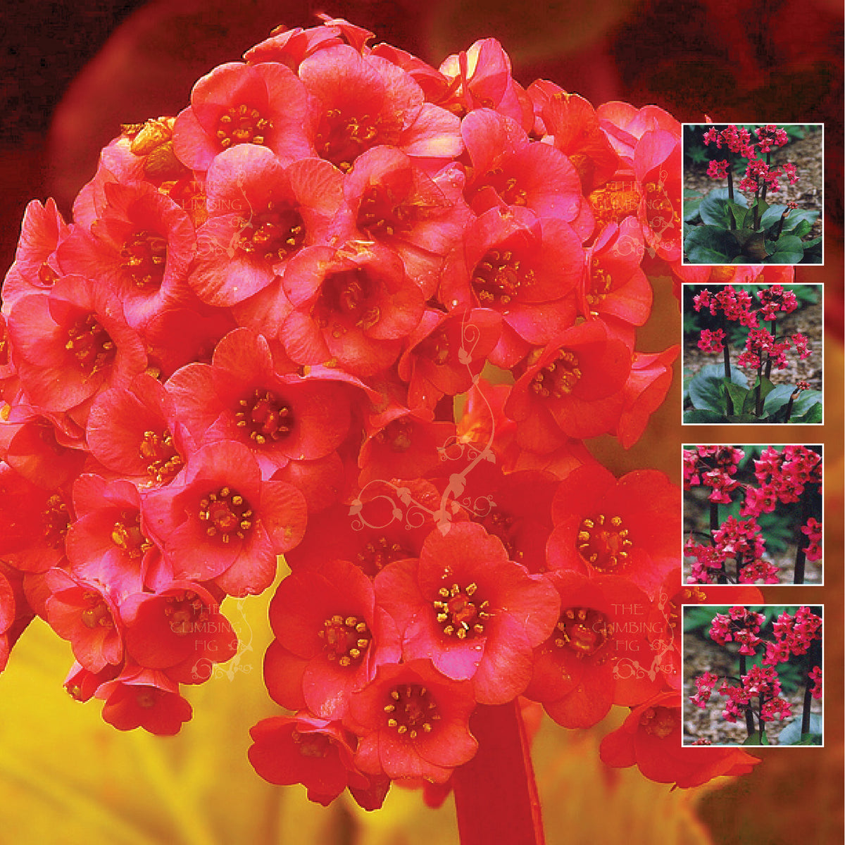 BERGENIA Red Emperor Seeds. Commercial hybrid cultivar. Exotic perennial