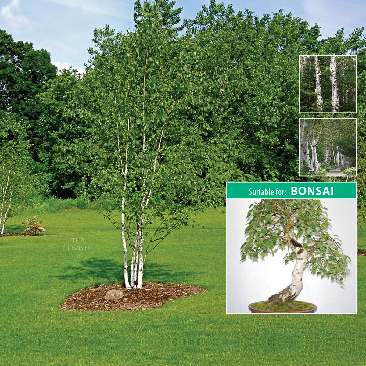 Betula Papyrifera White Paper Birch Seeds. Brilliant flakey white bark