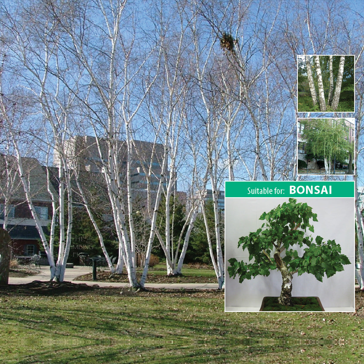 Betula Pendula Alba Silver Birch - Ivory Seeds. Brilliant white/silver bark