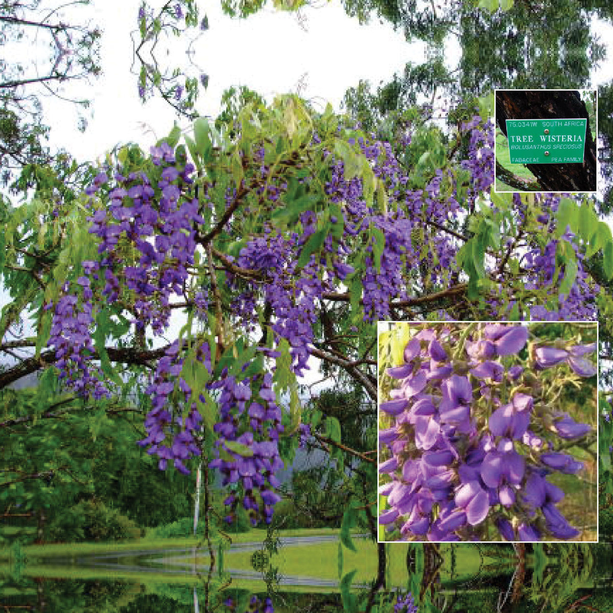 Bolusanthus Tree Wisteria Seeds. Hardy mauve flowering specimen tree