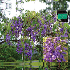 Bolusanthus Tree Wisteria Seeds. Hardy mauve flowering specimen tree