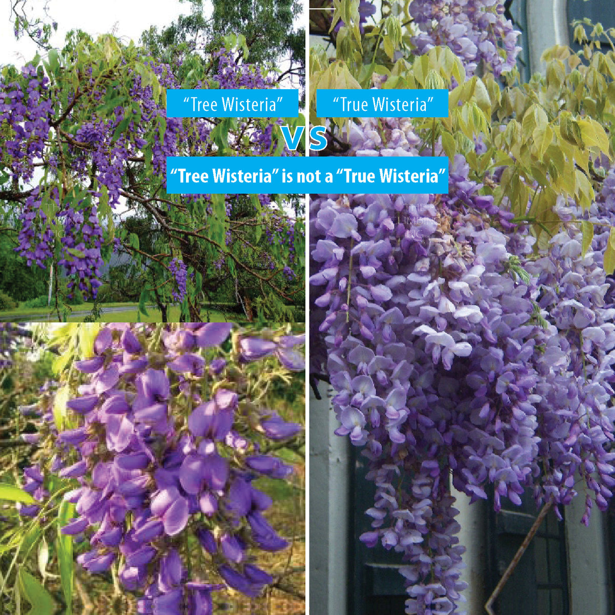 Bolusanthus Tree Wisteria Seeds. Hardy mauve flowering specimen tree