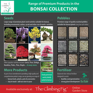 The Climbing Fig Bonsai Collection
