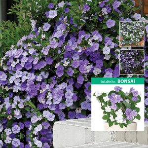 BRUNFELSIA Yesterday-Today-Tomorrow x12 Seeds. Purple white flower evergreen