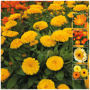 Calendula Pacific Beauty Collection Seeds