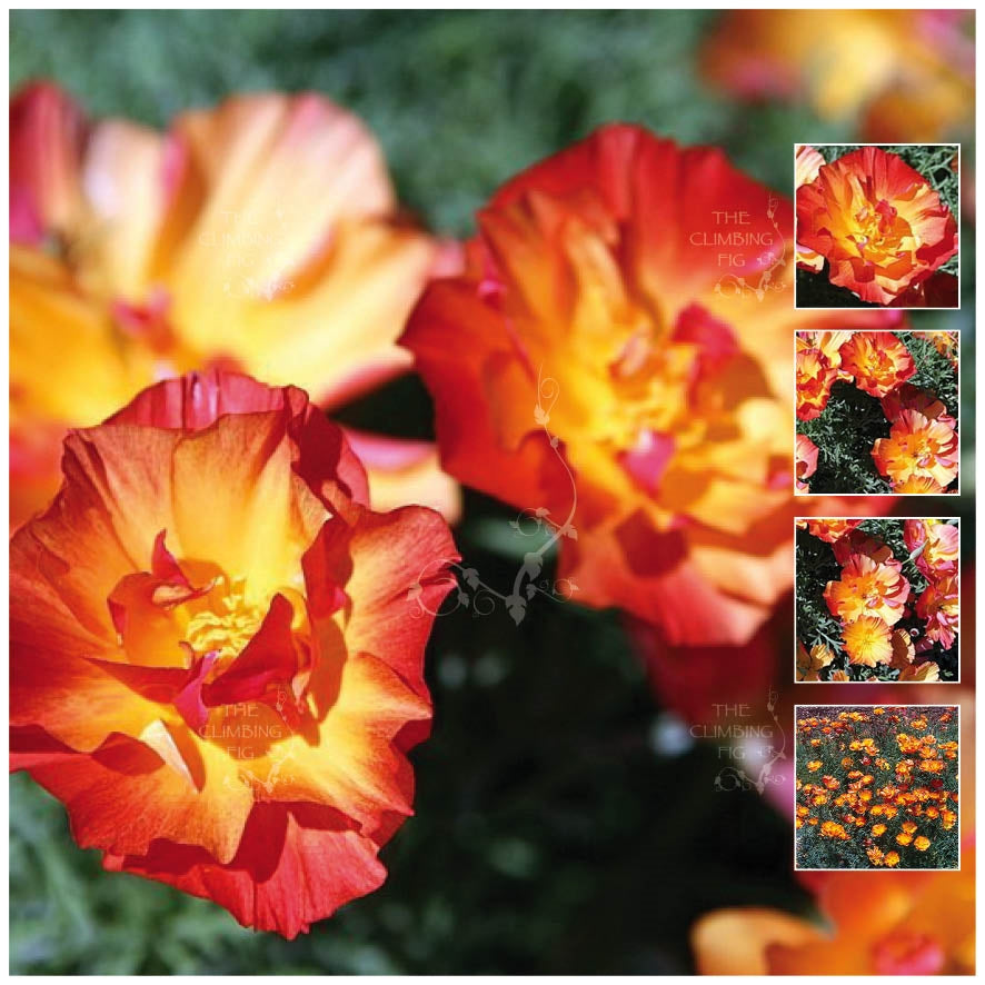 California Poppy Apricot Chiffon Seeds