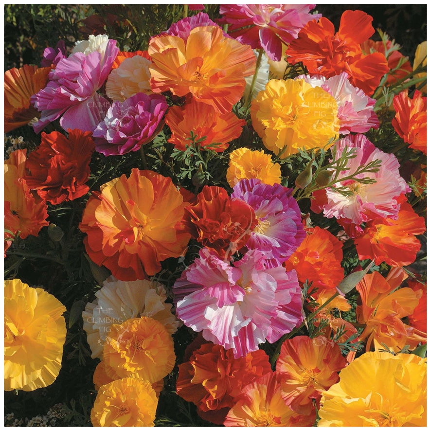 California Poppy Ballerina Mix Seeds
