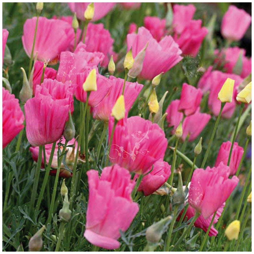 California Poppy Purple Gleam Seeds