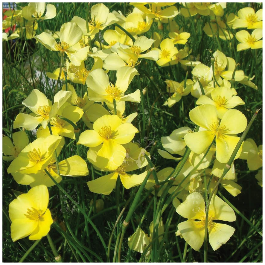 California Poppy Twilight Sundew Seeds