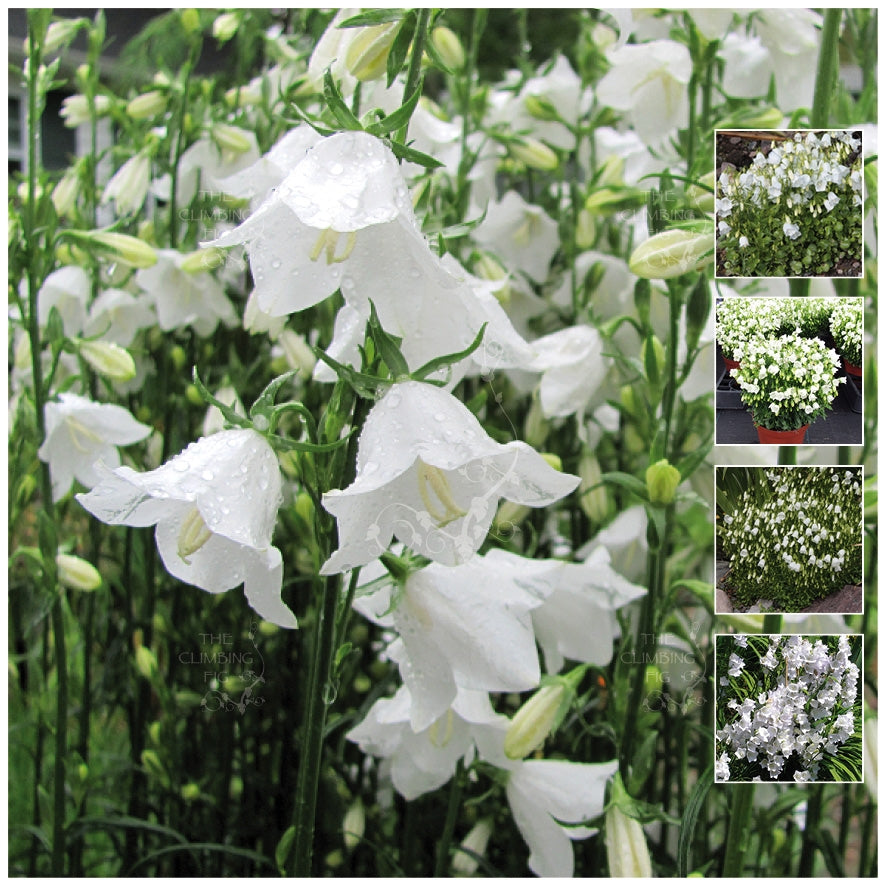 campanula orchid flower seeds Campanula White Bellflower Seeds. Amazing bell flower. Compact perenni