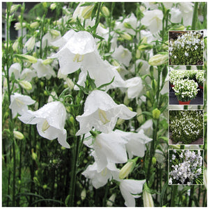 Campanula White Bellflower Seeds