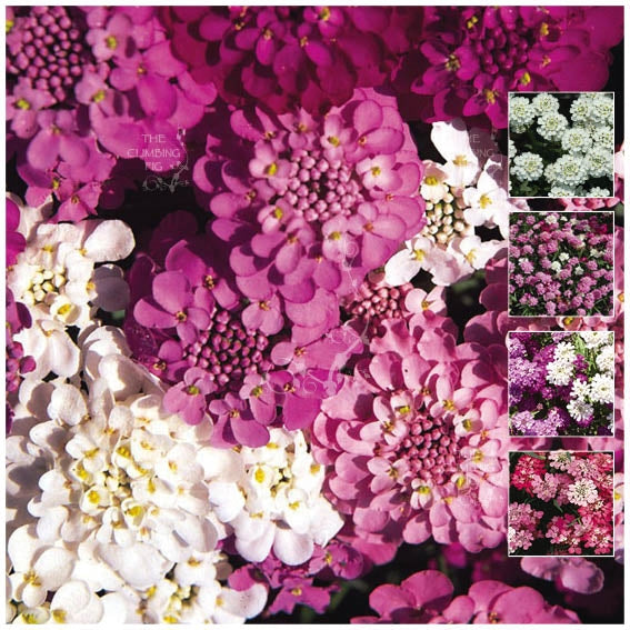 Candytuft Dwarf Fairy Mix Seeds