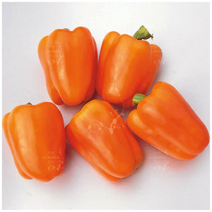 Capsicum Bell Orange Seeds