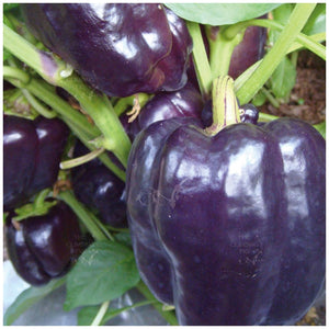 Capsicum Bell Purple Seeds