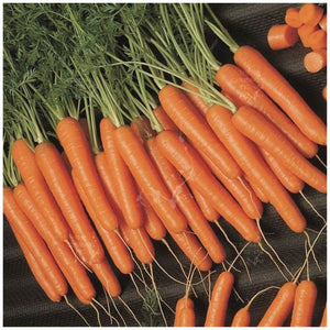 Carrot Scarlet Nantes Organic Seeds