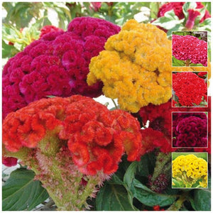 Celosia Pacific Coral Mix Seeds
