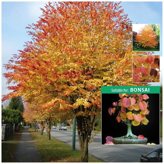 Cercidiphyllum Japonicum Katsura Seeds