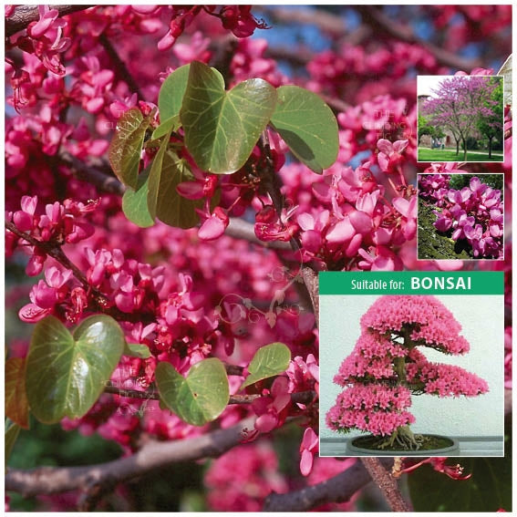 Cercis Judas Love Tree Seeds