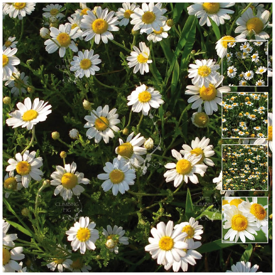 Chamomile Herb Roman Premium Seeds