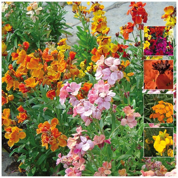 Cheiranthus Multibloom Dwarf Seeds