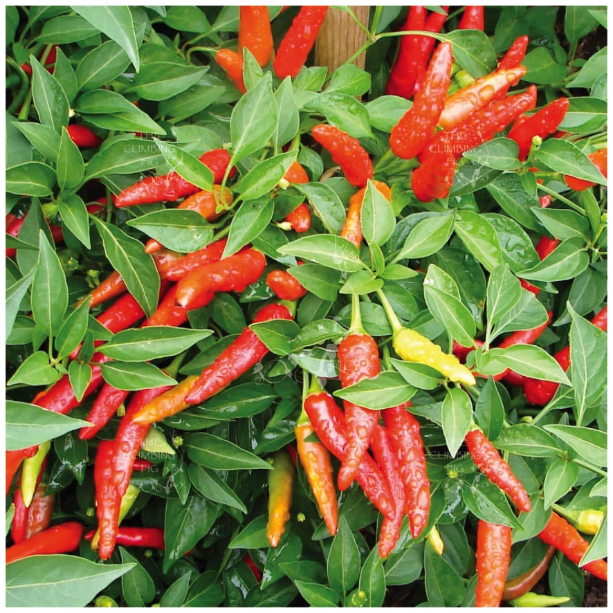 Chilli Spici Serrano Seeds