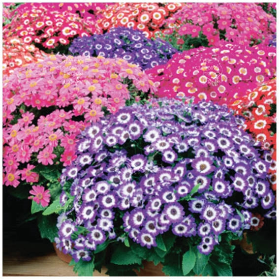 Cineraria Dwarf Multiflora Mix Seeds