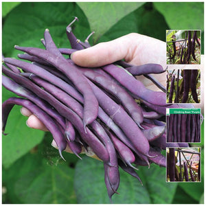 Climbing Bean Purple King Seeds