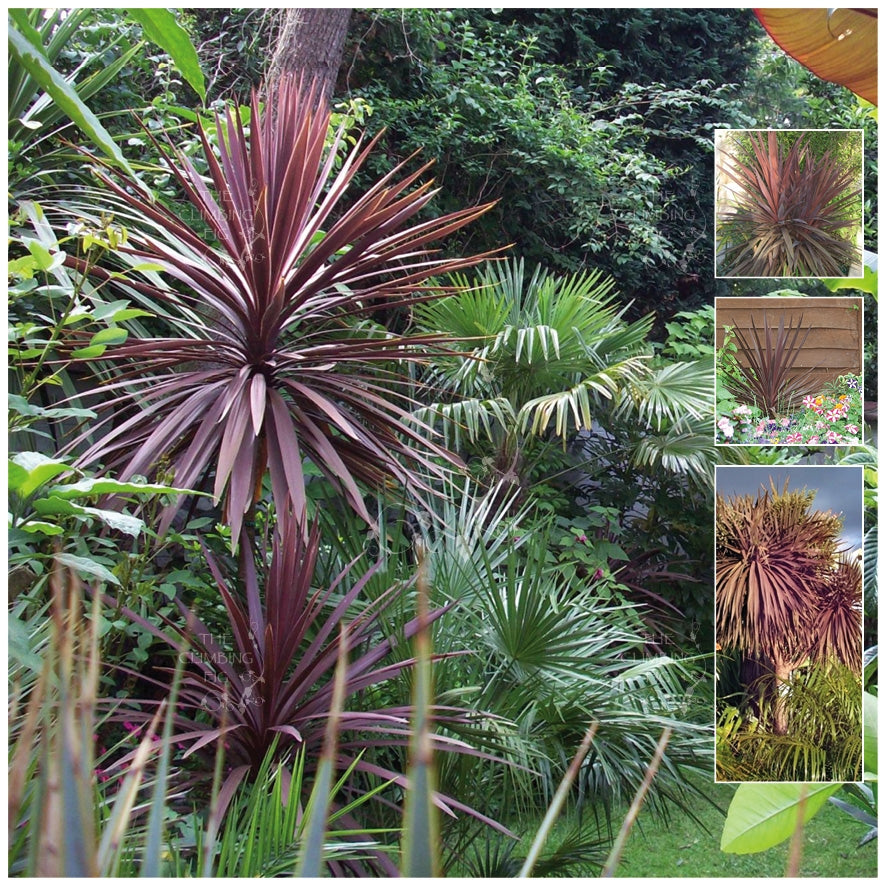 purple palm plant Cordyline Australis Purpurea Seeds. Purple strappy leaves. Hardy cabag
