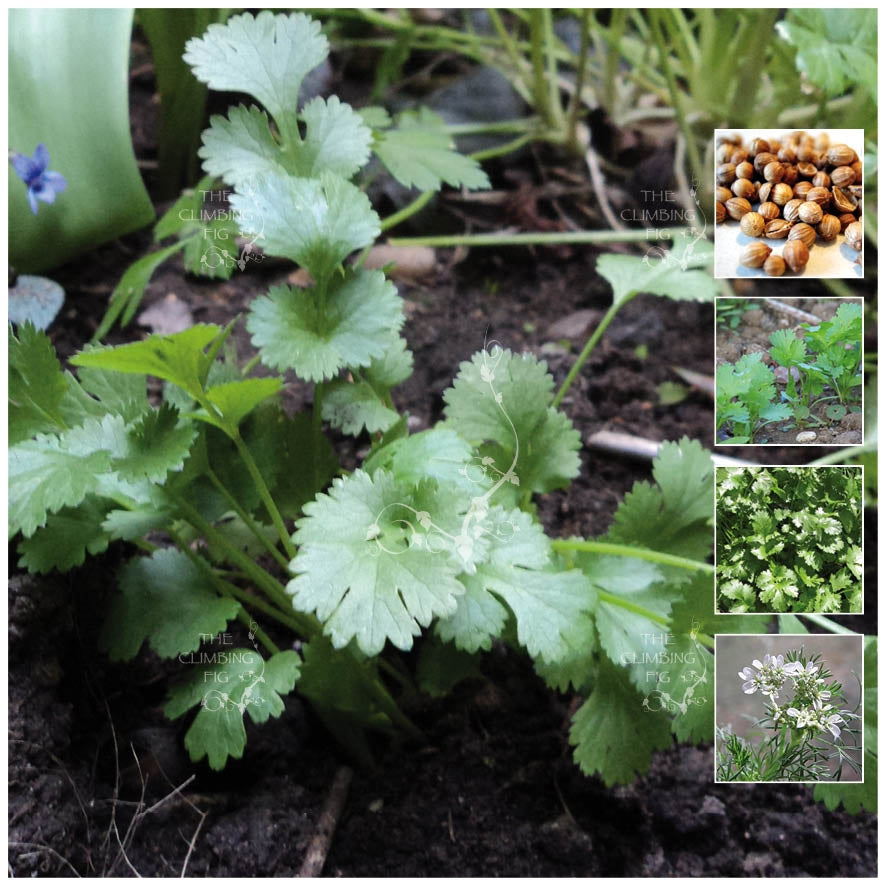 Coriander Spicy Aroma Seeds