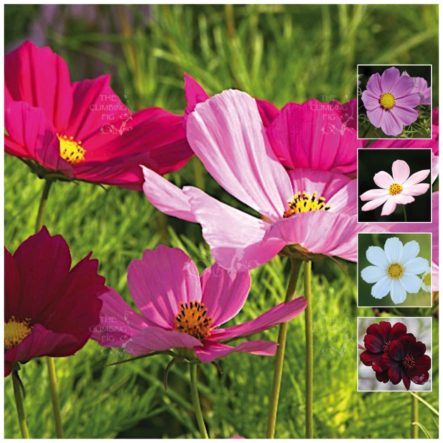 Cosmos Cut Flower Sensation Mix Seeds