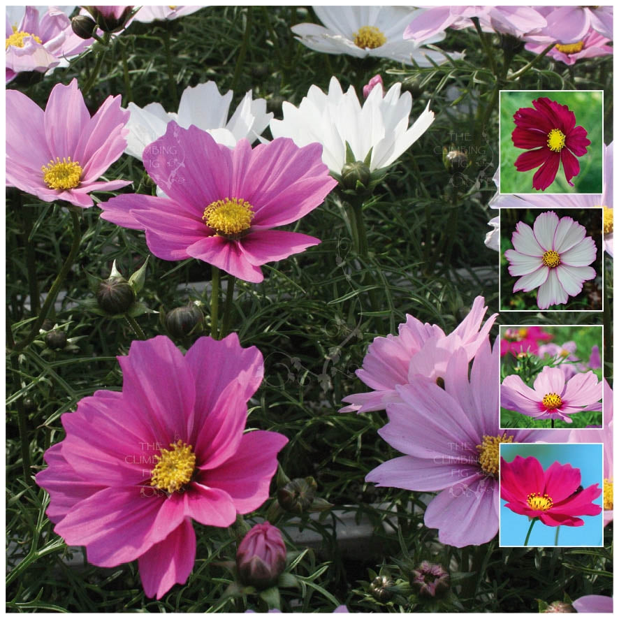 Cosmos Elongata Mix Seeds