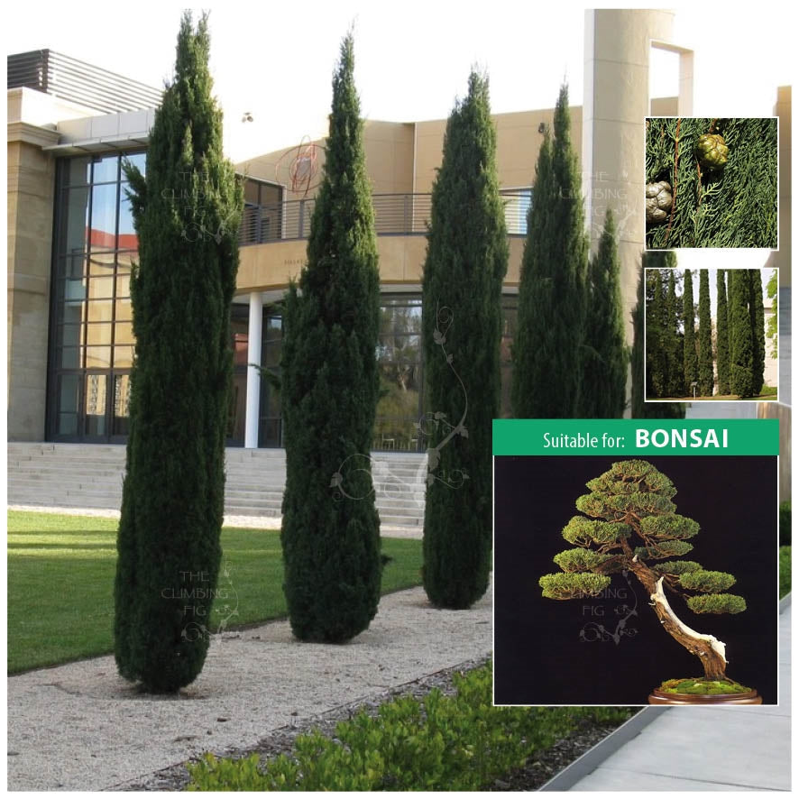Cupressus Sempervirens Italian Pencil Pine Seeds