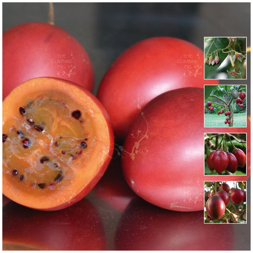 Cyphomandra Colombian Tamarillo Seeds
