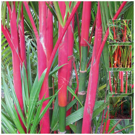 Cyrtostachys Renda Red Wax Lipstick Palm Seeds