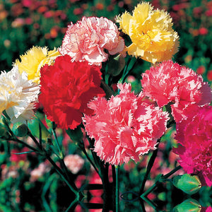 Carnation Chabaud Giants Mix Seeds. Bright mix of large fragrant flowers