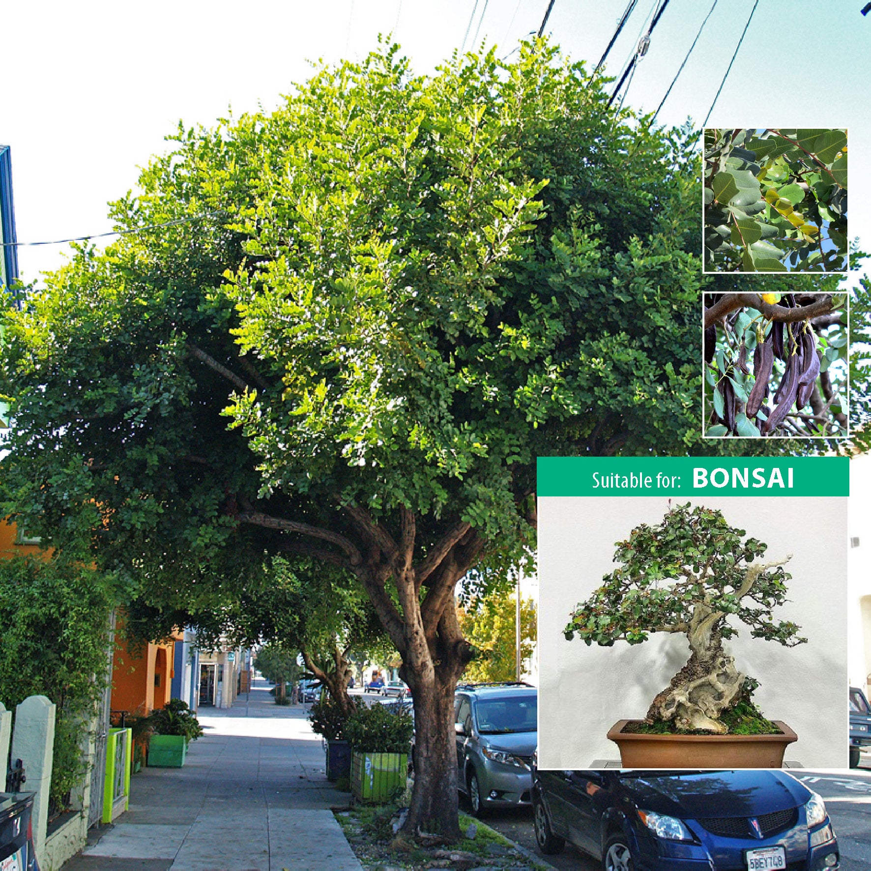 bonsai carob tree CERATONIA Siliqua Chocolate Carob Tree Seeds. Glossy leaved evergreen