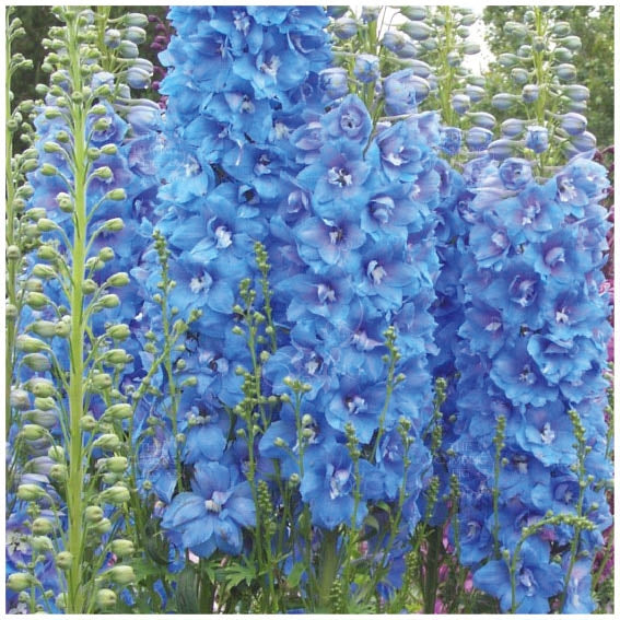 Delphinium Belladonna Seeds