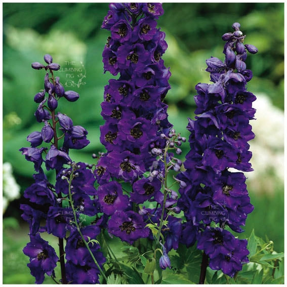 Delphinium Dark Black Knight Seeds