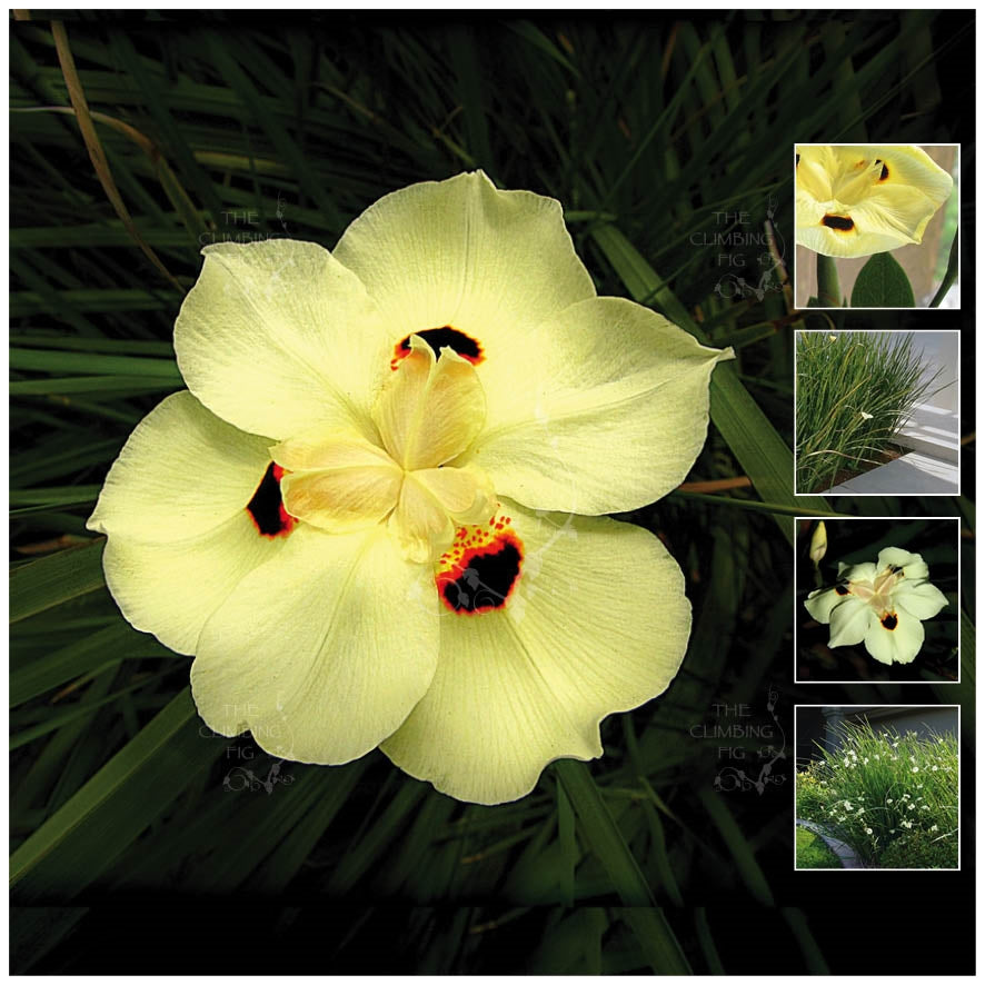 Dietes Bicolor TCF Sunrise Lily Seeds