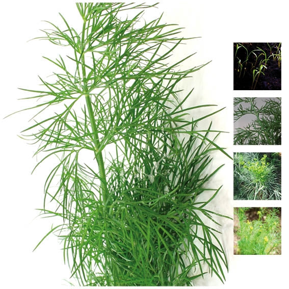 Dill Garden Herb Dill Seeds