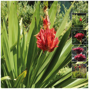 Doryanthes Excelsa Gymea Flame Lily Seeds