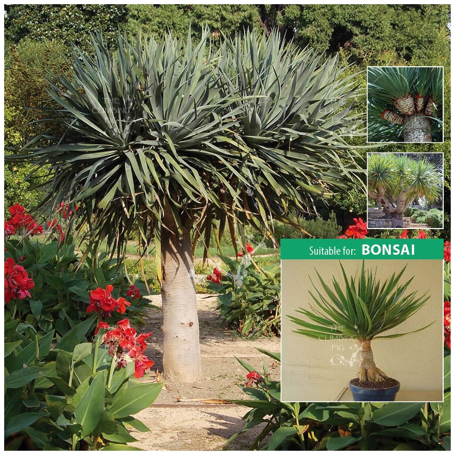 dracaena draco seeds Dracaena Draco Dragon Tree Seeds. Spectacular architectural plant. Can
