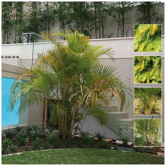golden cane palm plant DYPSIS Golden Cane Palm Seeds. Stylish elegant medium-sized landscapin