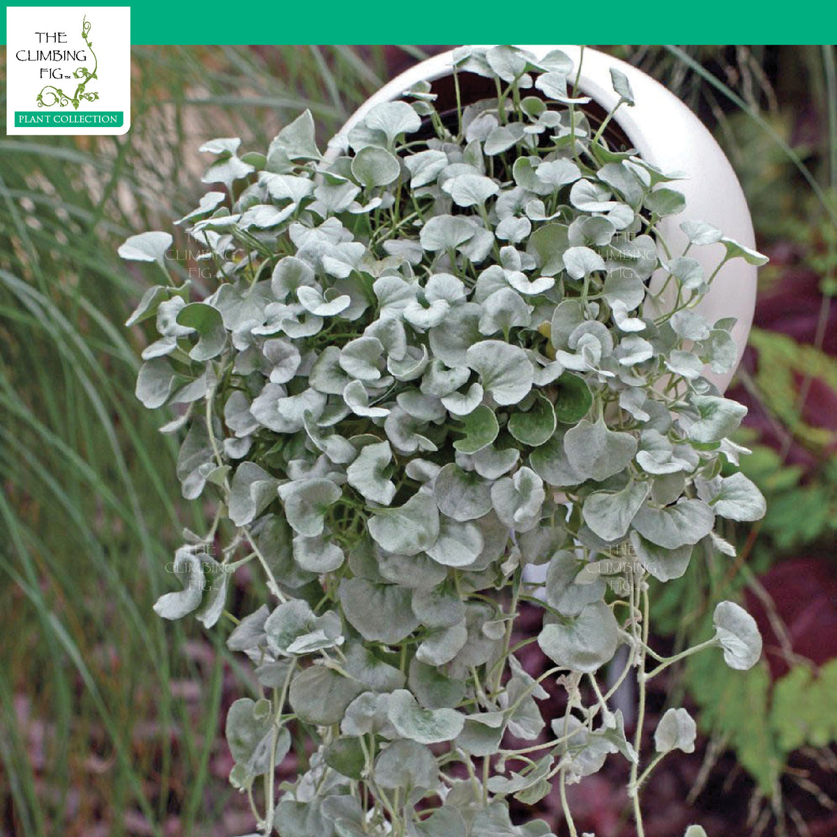 Dichondra Argentea PolySilver Seeds. Silver Falls Ponysfoot. Pack options